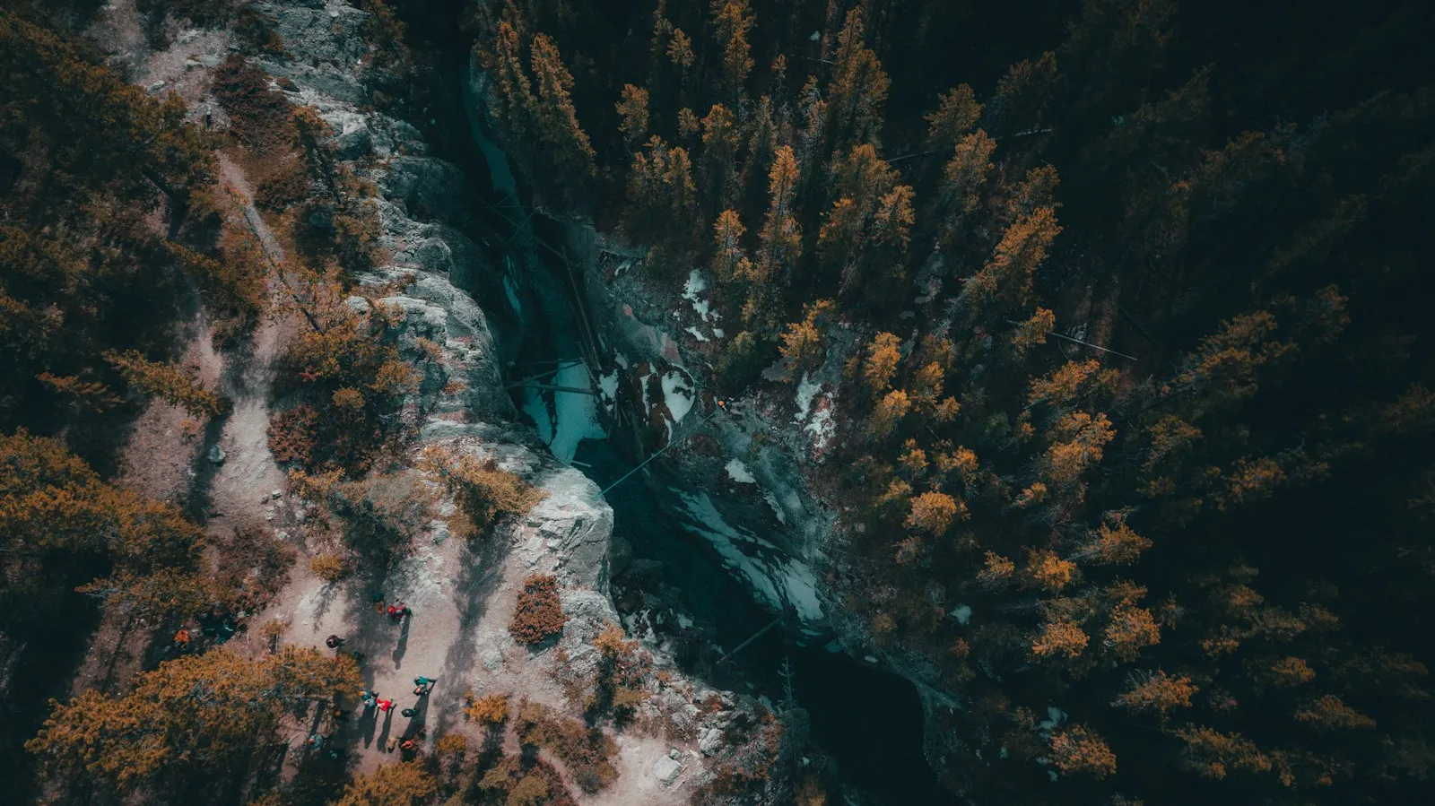 Forest surrounding a river gorge near Cline River, Alberta